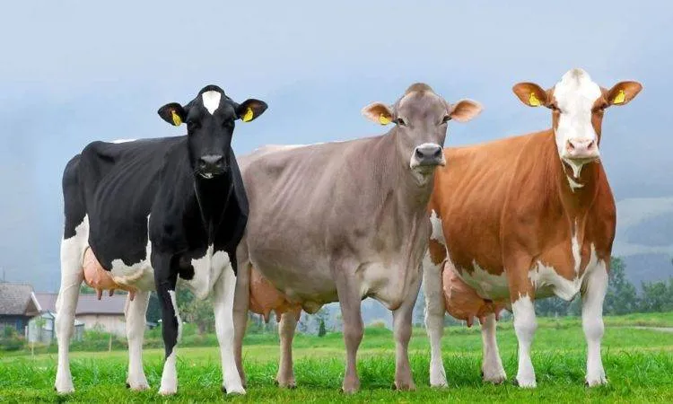 DISTRIBUTION – Milch für Vietnam