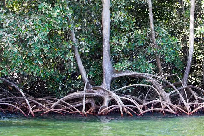 B&H Worldwide – Mangrovenwälder in Ost- oder Westafrika sind ein Lebensraum für eine Unzahl von Lebewesen. Das Wiederaufforsten solcher Wälder ist somit auch ein wichtiger Beitrag zur Diversität. (Foto: piu700 / www.pixelio.de)